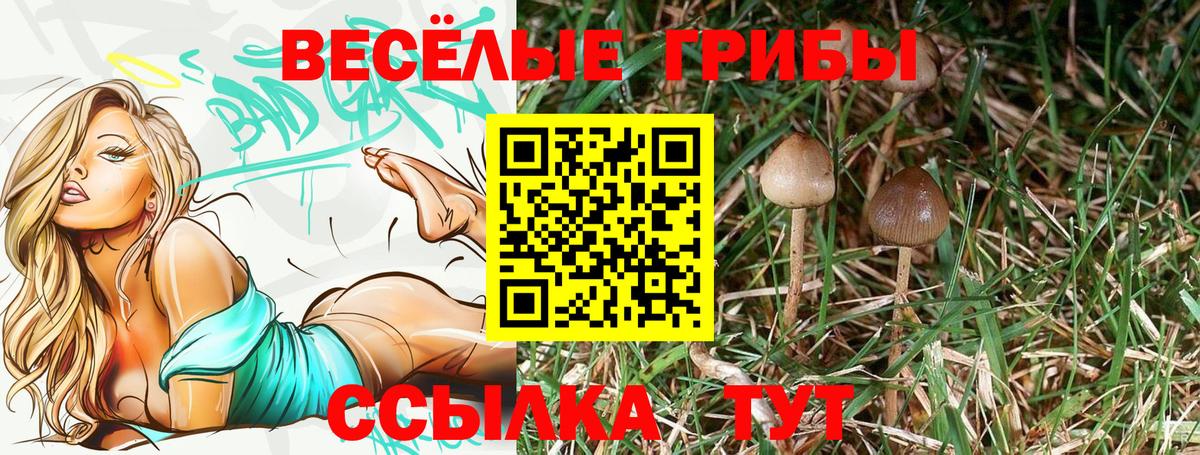 Псилоцибиновые грибы Psilocybine cubensis Череповец